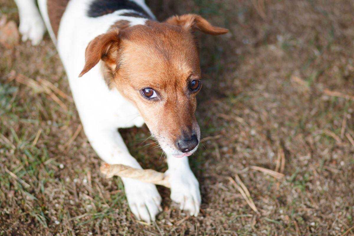 Jack russel