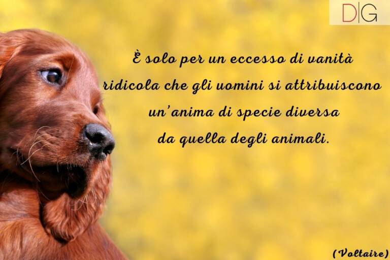 Le più belle frasi sugli animali e sull'amore per loor