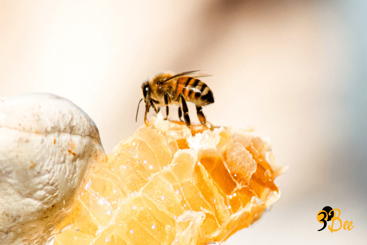 3Bee Adotta un Alveare