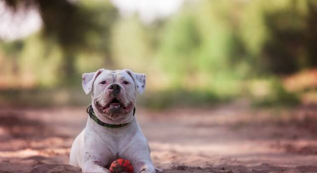 Tutto quello che devi sapere sul bulldog americano, un cane fedele e rassicurante