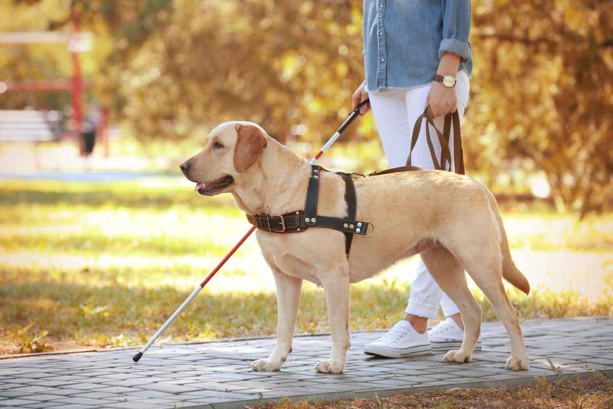 cane guida per ciechi