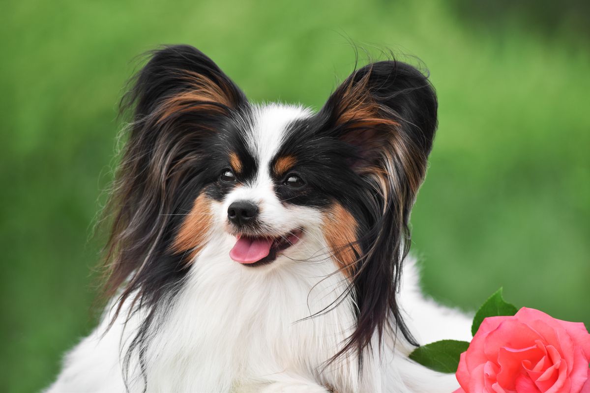 cane papillon