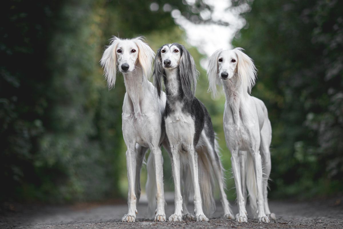 cane saluki