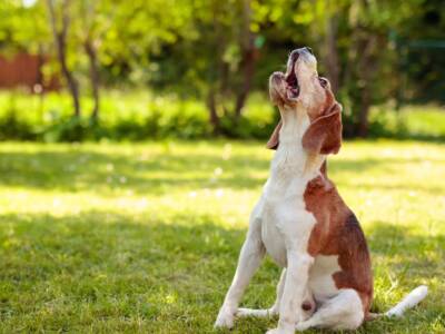 I cani da screening sono più efficaci dei tamponi per individuare il Covid