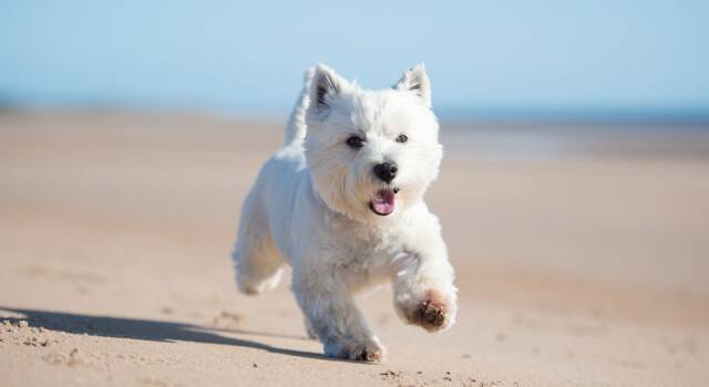 West highland white terrier: tutto quel che c&#8217;è da sapere su questa razza
