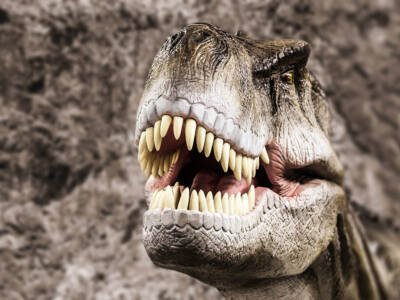 Tyrannosaurus Rex, dinosauro