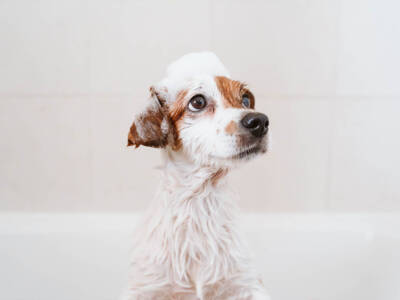 Come lavare il cane: le dritte più utili da seguire