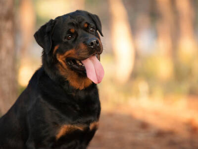 Rottweiller