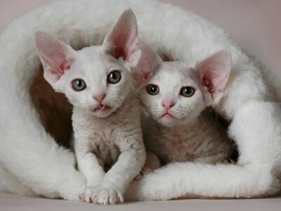 cuccioli di gatto pelo bianco