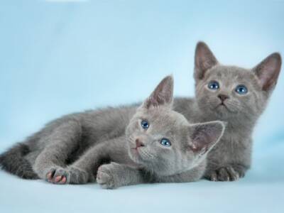 cuccioli gatto razza blu di russia
