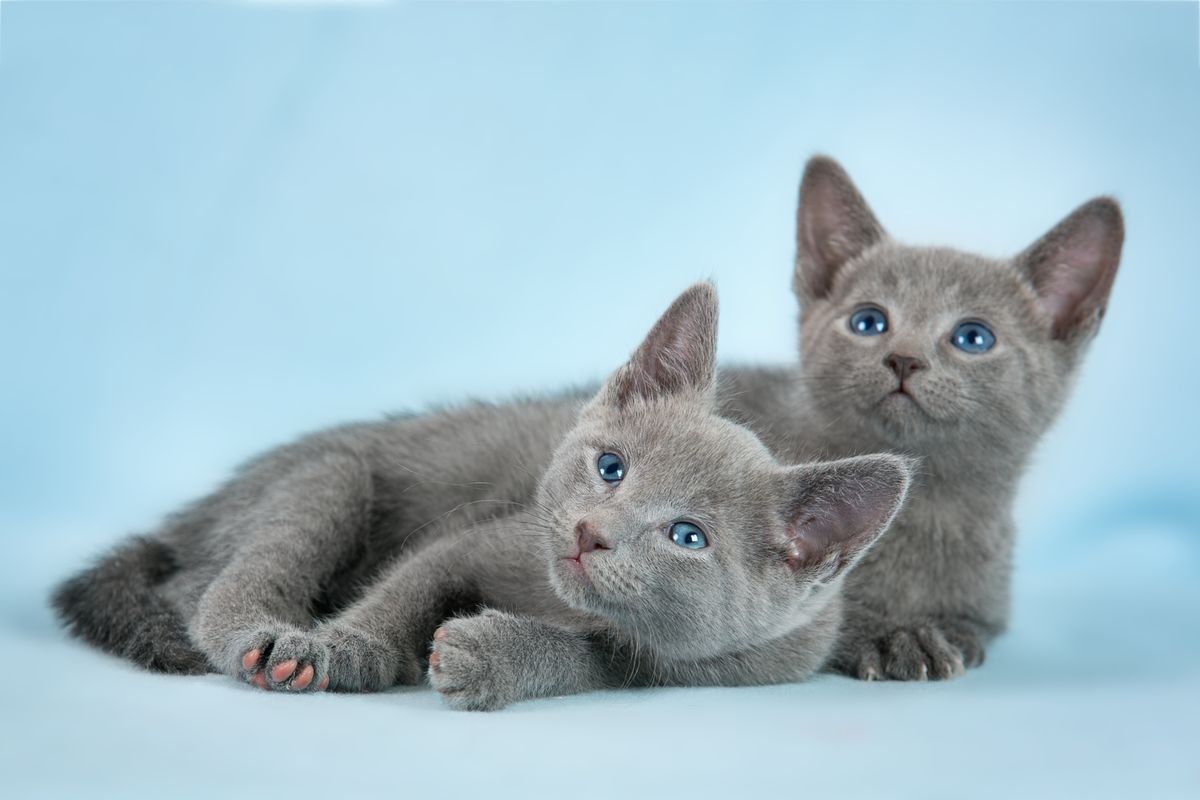 cuccioli gatto razza blu di russia