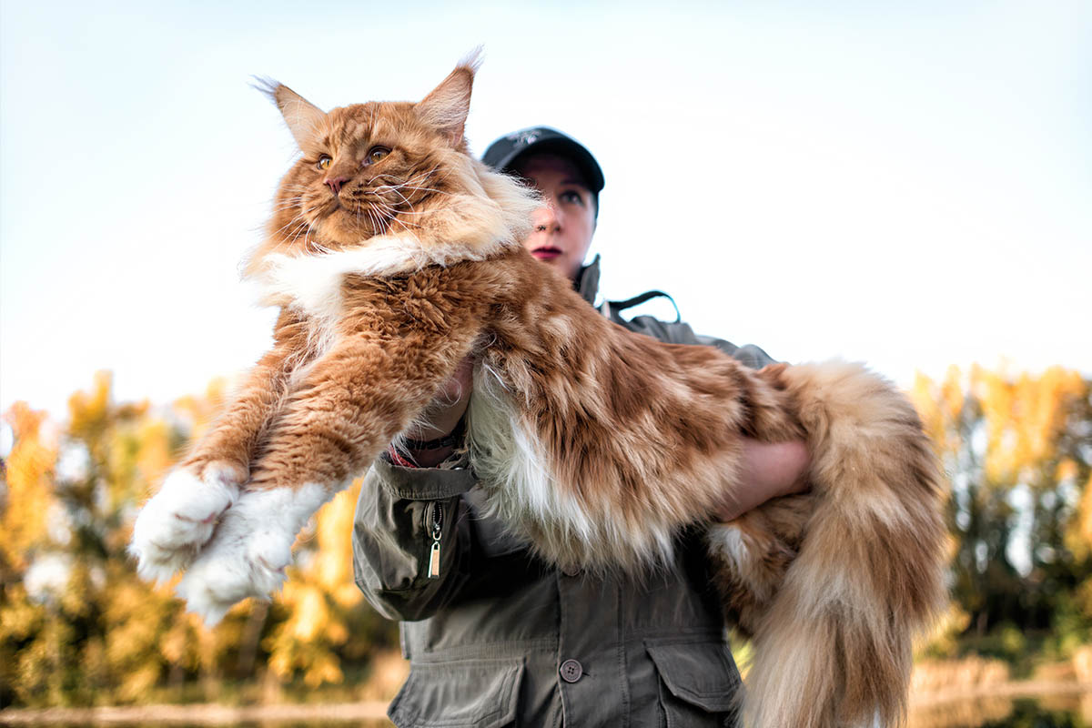 Maine Coon Carattere E Prezzo Del Gatto Del Maine