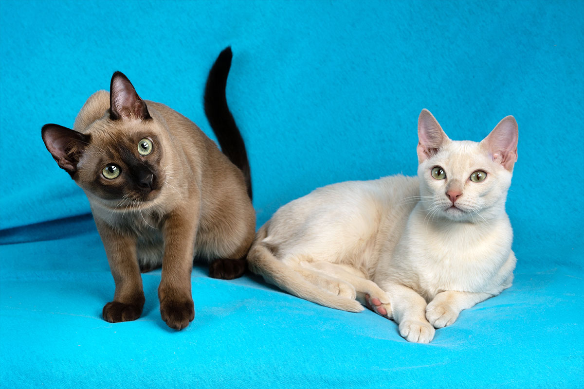 gatti tonkinese seduti bianco grigio