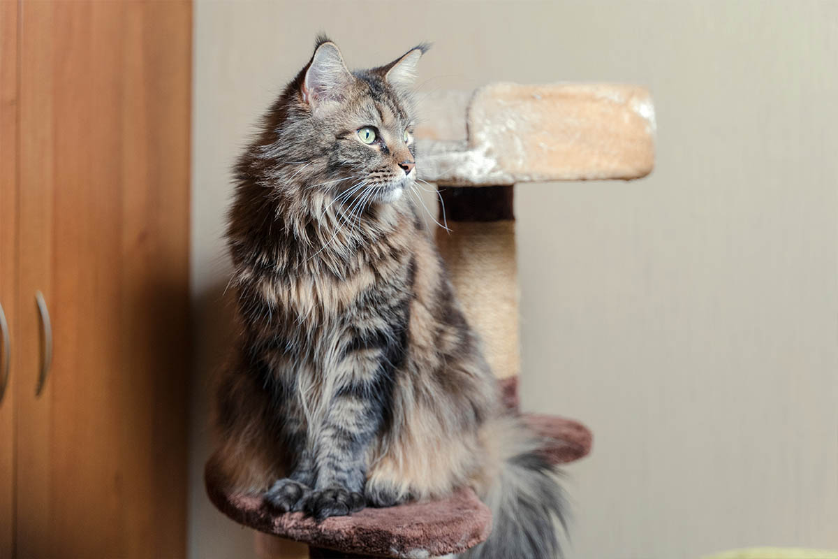 Maine Coon seduto
