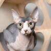 Gatti senza peli: cosa sapere sulle razze feline prive del caratteristico mantello