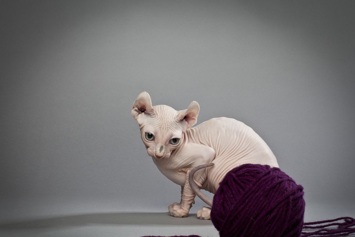 gatto nudo e gomitolo