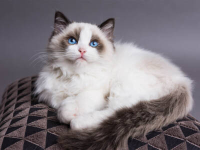 ragdoll