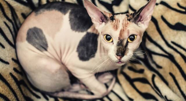 Tutto quello che devi sapere sullo Sphynx, il più famoso gatto &#8216;nudo&#8217;