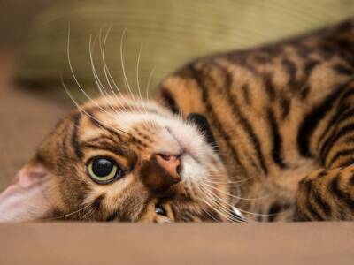gatto toyger