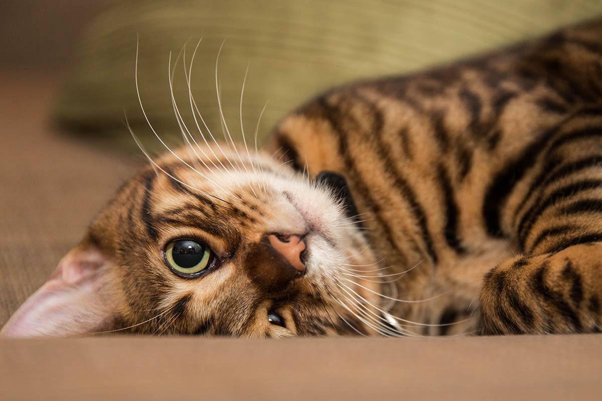 gatto toyger