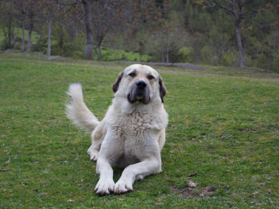 kangal