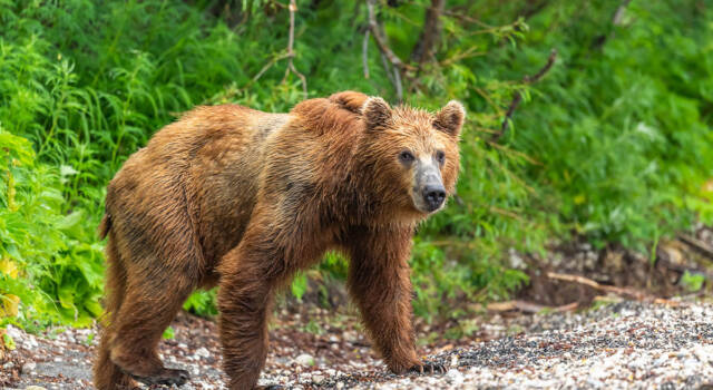Il centro di cura per gli orsi bruni più grande d&#8217;Europa si trova in Romania