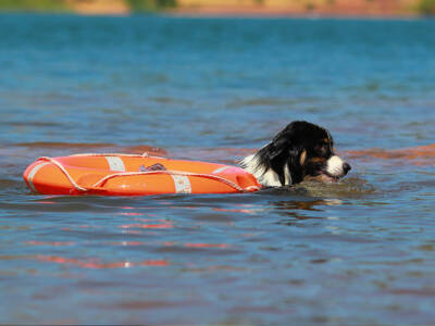 pastore australiano cane soccorritore
