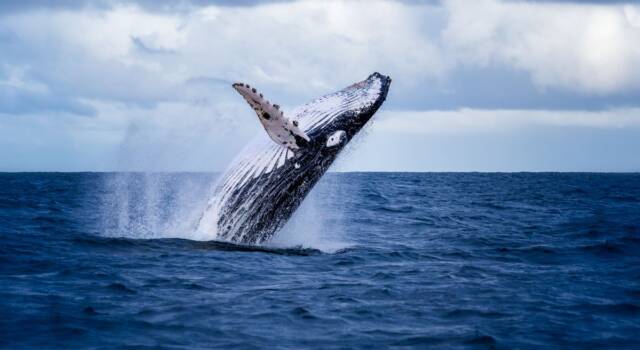 Balene a rischio estinzione a causa delle navi sul mediterraneo: le possibili soluzioni