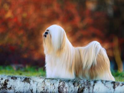 lhasa apso