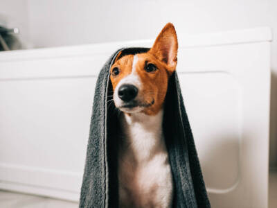 basenji