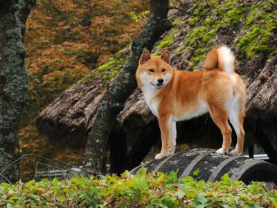 shiba inu