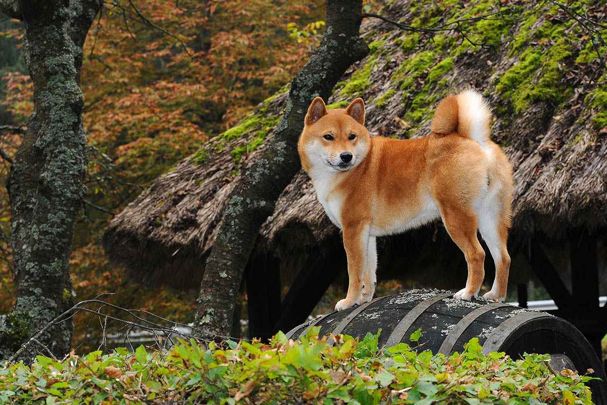 shiba inu