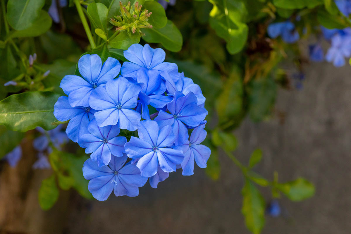 fiore Plumbago auriculata
