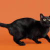 gatto Bombay
