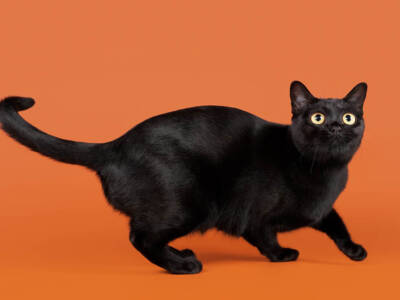Perché porta sfortuna un gatto nero che attraversa la strada?
