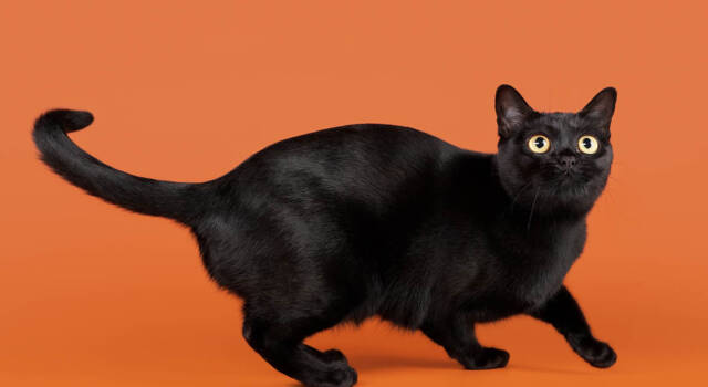 Perché porta sfortuna un gatto nero che attraversa la strada?