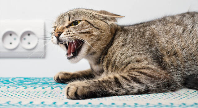 Gattini che soffiano: significato del gesto e come comportarsi