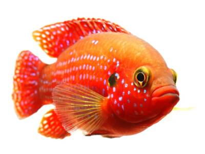 pesce rosso