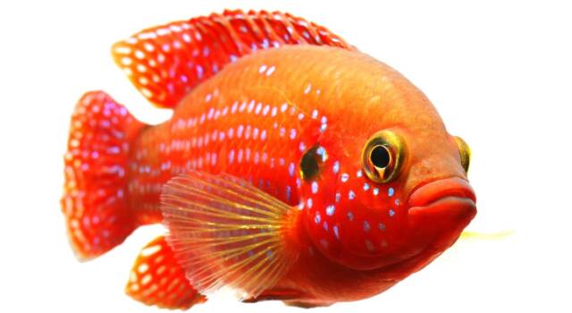 Malattie dei pesci rossi: quali sono e come riconoscerle