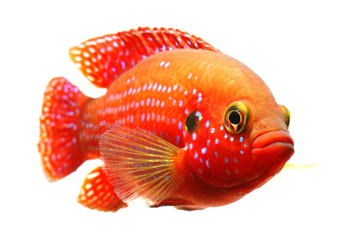 pesce rosso