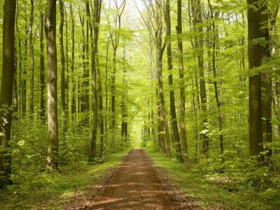 Sentiero foresta bosco