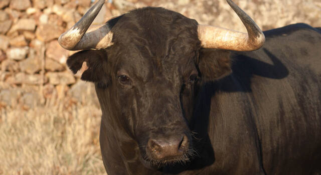 Abbattuto un toro in Sardegna: non si riusciva a domare