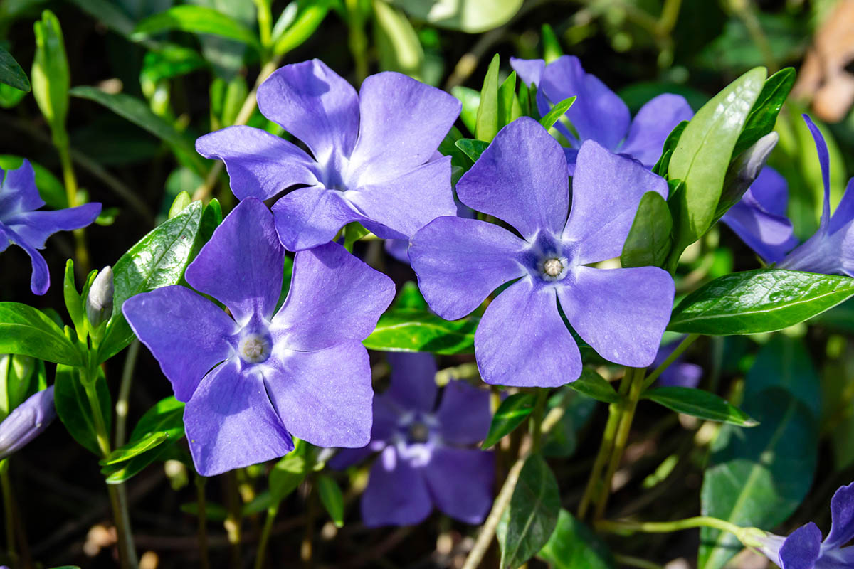 pervinca