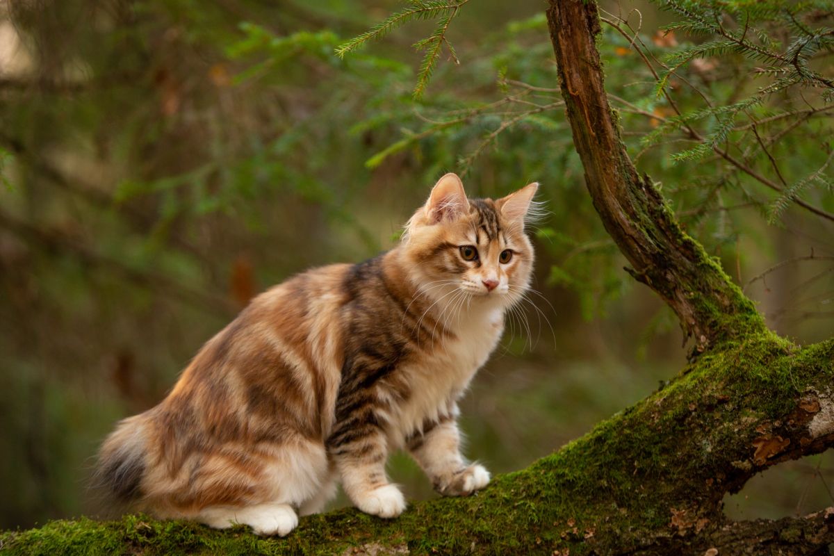 kurilian bobtail