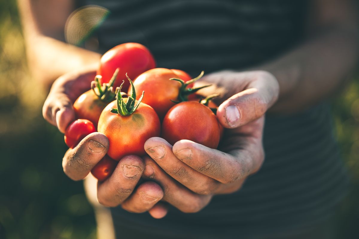 Agricoltura biologica pomodori