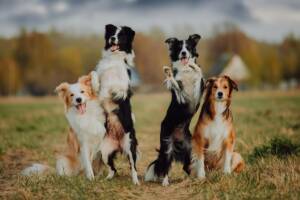 cani border collie