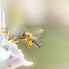 Giornata mondiale delle api: cos’è e come si celebra