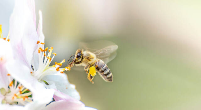 Giornata mondiale delle api: cos&#8217;è e come si celebra