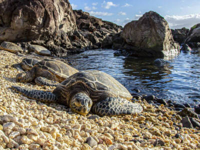 tartaruga testuggine spiaggia mare