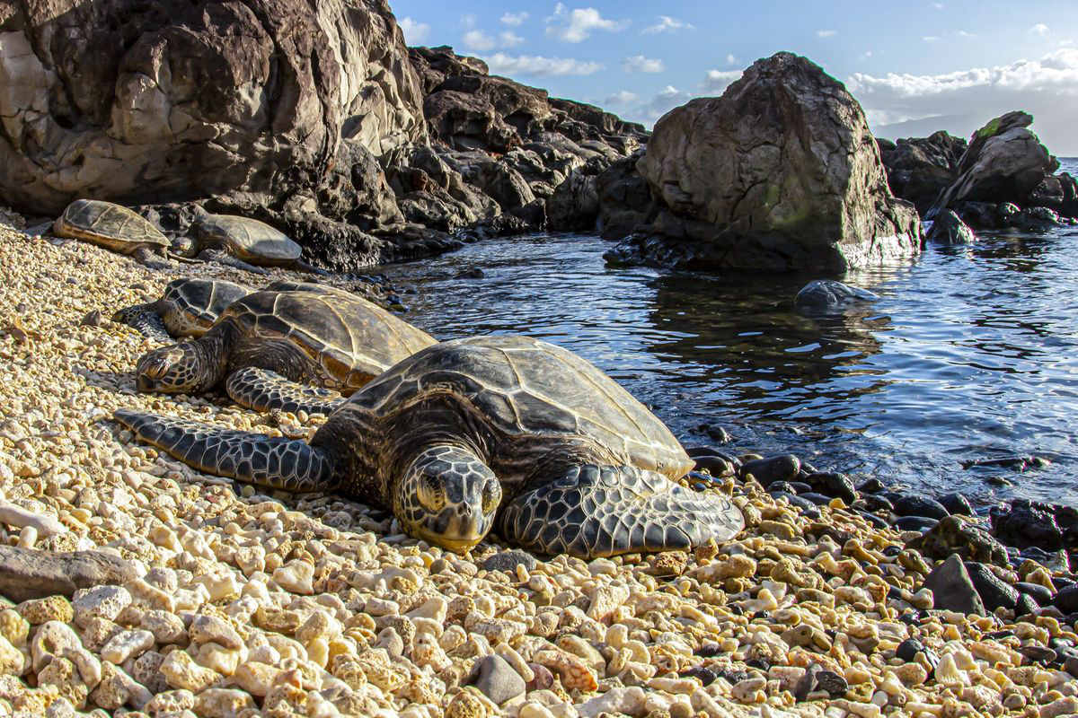tartaruga testuggine spiaggia mare